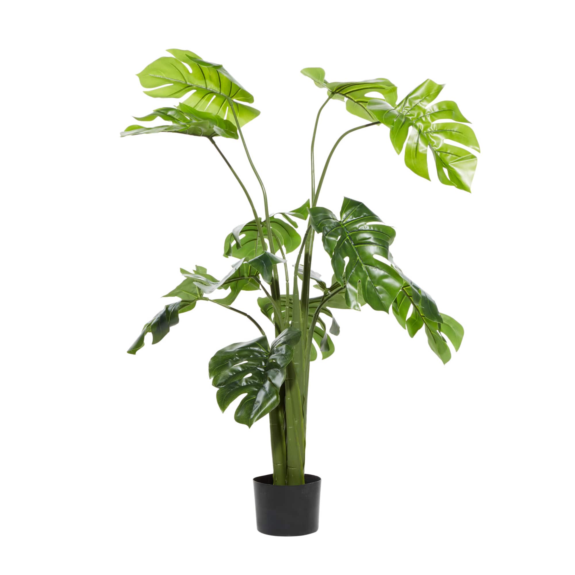 4.5ft. Potted Monstera Plant